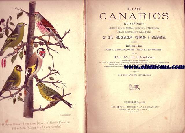 Los canarios, ruiseores, frailecillos, mirlos negros, pardillos, mirlos roqueos y calandrias. Su cra, procreacin, cuidado y enseanza.