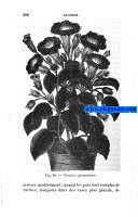Plantes bulbeuses, tuberculeuses et rhizomateuses ornamentales,de serre et de pleine terre,