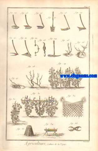 Recueil de planches, sur les sciences, les arts liberaux et les arts mchaniques, avec leur explication. Culture de la Vigne. Contenant deux planches.
