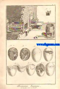 Recueil de planches, sur les sciences, les arts liberaux et les arts mchaniques, avec leur explication. Art de faire clre les poulets. Trois planches.