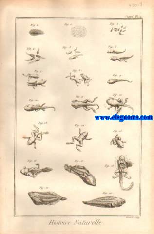 Recueil de planches,sur les sciences, les arts liberaux et les arts mchaniques,avec leur explication. Histoire Naturelle. Contenant quatre planches.