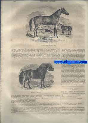 Semanario Popular, Peridico Pintoresco adaptado a todos los gustos y al alcance de todas las clases de la sociedad. Bajo la direccin literaria de D. Florencio Janer. Ao Primero.-1862. Nm. 16. Jueves 26 de Junio de 1862.SUMARIO.Una Embajada Rusa al Japn.(Traducido del ruso).-Estudios Sociales : La Justicia y la Caridad , por Vctor Cousin.-Estudios Histricos : La influencia morisca en las costumbres espaolas, por Florencio Janer.-Escritores Clebres : Quevedo.-El Juramento de Anbal.-Episodios de Viajes : Los Indios diaks de Borneo, segn el viajero ingls Frank S. Marryat.-El Caballo.-A Un Aigo : poesa por Jos Gonzlez de Tejada.-Noticias y Curiosidades : El nuevo libro del seor Mil y Fontanals.-La espedicin cientfica al Pacfico.-Esplicacion de la clave enigmtica del nmero anterior.