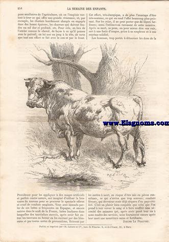La Semaine des Enfants.Magasin  d' Images et de Lectures Amusantes et Instructives.Troisime Anne-N 136.-SOMMAIRE :Rcits Historiques : Les anciens Bretons.-Contes,  Historiettes, Drames : Souvenirs du Sahara algrien.-Varits : Le Taureau.