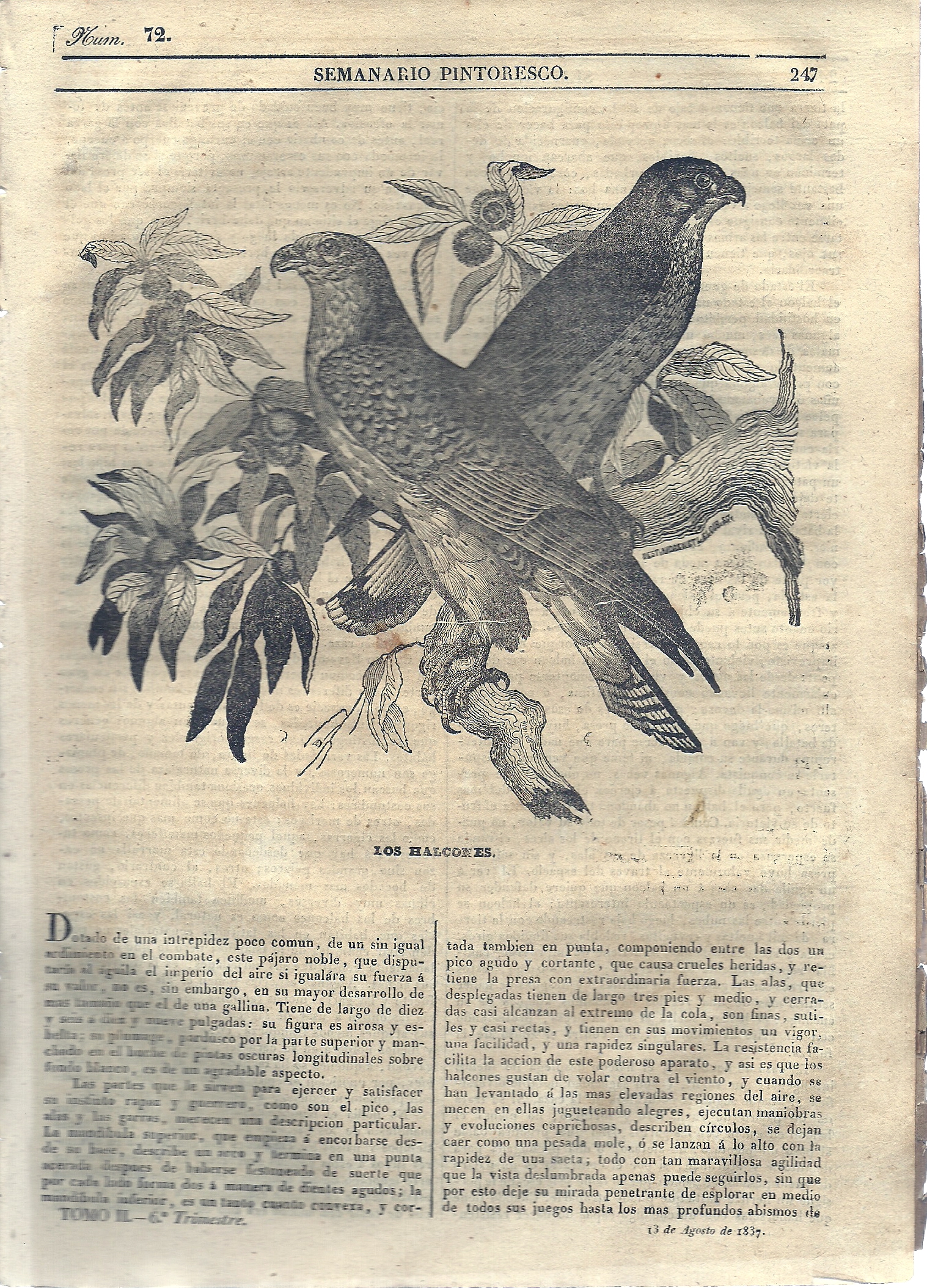 Semanario Pintoresco Espaol. Lectura de las familias. Dirigido por Don ngel Fernndez de los Rios.  Tomo II. N 72. -6 Trimestre.-13 de Agosto de 1837.-SUMARIO: Portada: Los Halcones.-Geografa Europa.-Panorama Matritense.-Mximas que deben tenerse presentes.-Al Mar.