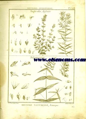 Didynamie, Angiospermie Euphrafia, Eufraise.-Melampyrum. Pl.518.