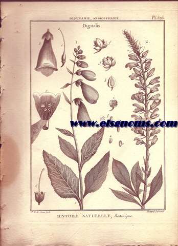 Didynamie, Angiospermie Digitalis. Pl.525.
